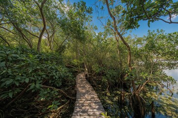 Obraz premium Mangrove ecosystem featuring extensive woodlands and a pathway for nature learning. Focus on conservation, ecology, and environmental awareness.