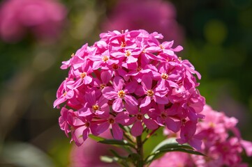 Fototapeta premium A lively bunch of rosy blossoms opens up, their tender petals swaying lightly in the warm daylight breeze.