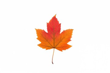 Fototapeta premium Isolated maple leaf against a plain white backdrop