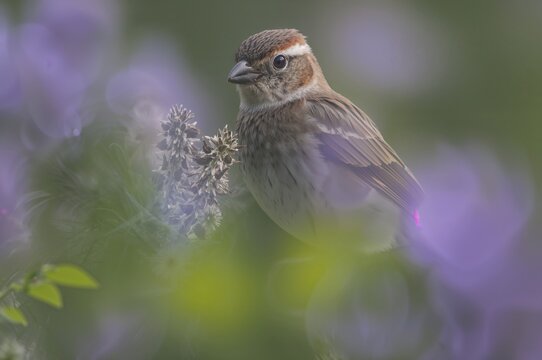 Amid stunning natural landscapes, a talented photographer immortalizes the subtle charm of a dunnock (Prunella) in its habitat.