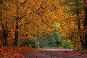 A tranquil moment surrounded by colorful autumn leaves, with fresh air and soft golden sunlight streaming through the branches, offering a calm and scenic ambiance.
