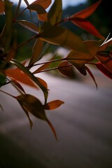 A branch with reddish-brown and green leaves in the foreground, with a blurred, out-of-focus road or path visible in the background. 