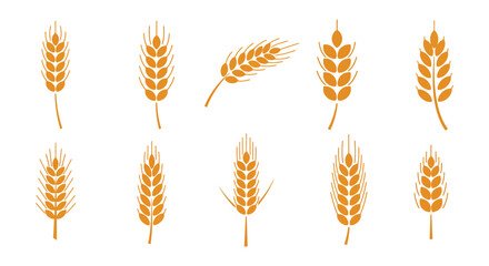 Golden wheat stalks and grain heads in a simple illustrative style