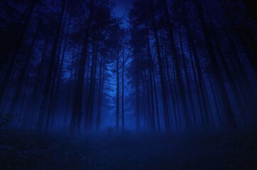 Dusk settles over the forest