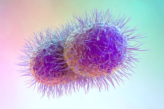 3D rendering of meningococcal bacteria in diplococcus form with visible pili, ideal for medical, microbiology, healthcare, and educational content on infectious diseases