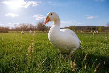 Obraz premium Bird standing on green grass