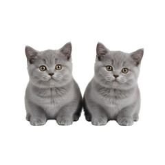 Two Grey British Shorthair Kittens: Perfect Pet Companions on white background