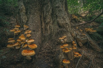 Mushrooms Growing on Bark and Stones, Earth's Natural Blanket
