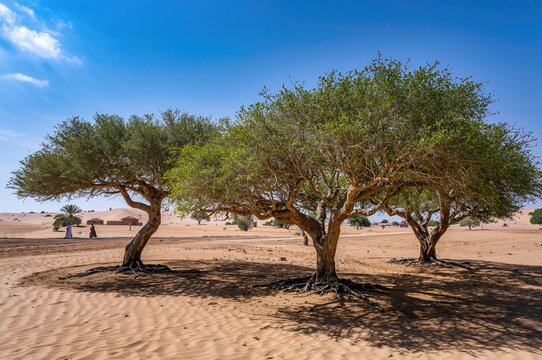 Ghaf trees, indigenous to dry Western Asia, fight desert spread in desert regions as the country's emblematic tree.