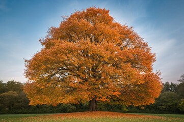 Naklejka premium Tree with leaves that look like oranges