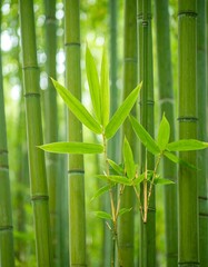 Obraz premium Lush green bamboo grove with vibrant leaves