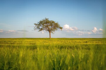 Fototapeta premium Tree standing alone in the grassland of a protected reserve