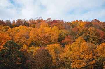 Fototapeta premium Scenic fall vista with golden leaves and vibrant red foliage in a peaceful forest setting under a heart-shaped sunlit sky.