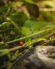 Ladybug in the grass