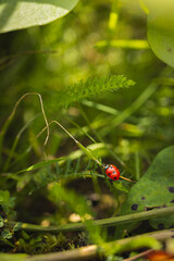 Ladybug in the grass