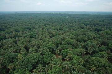 Dense tropical woodlands have the capacity to absorb large amounts of CO2.