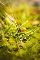 Ladybug in the grass