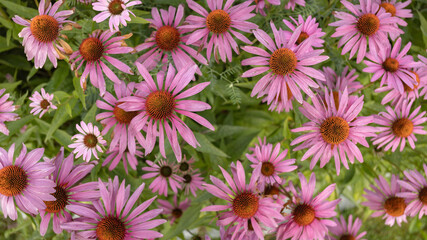Flowers in the sun
