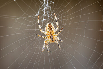 Close up of a brown and white spider in middle of web