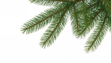 Isolated spruce branch set against a white backdrop