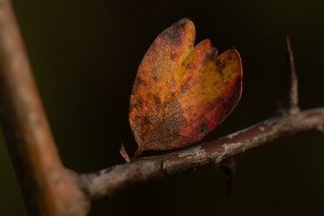 Kolorowy jesienny liść.