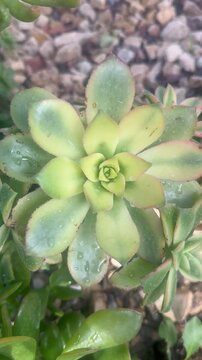 Aeonium Kiwi Succulents 