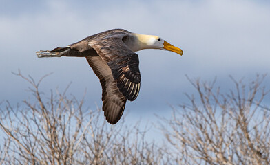 Waved Albatross in Flight 