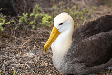 Albatross Close-up