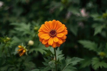 A bright orange blossom opens in the backyard