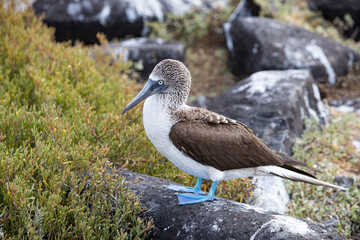 Blue-footed Booby