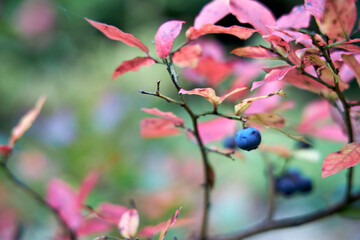 Closeup of ripe blueberry on a branch with vibrant pink autumn leaves. Seasonal nature background,...