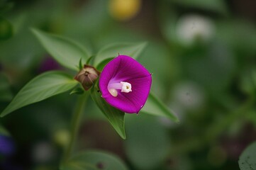 Advantages of butterfly pea blossoms for enhancing food color and promoting health