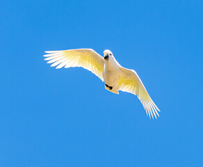 Flying cockatoo