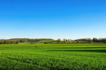 Fototapeta premium A lush green expanse extends to the skyline, sprinkled with trees and soft rolling hills beneath a clear azure sky, embodying peacefulness and nature's charm at dawn.