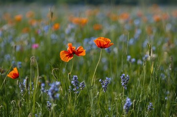 Nature's vibrant colors: blooming flowers and fresh leaves in a sustainable outdoor setting