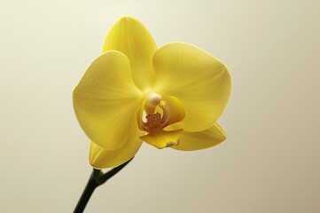 Yellow orchid captured with high and low key lighting against a pale backdrop