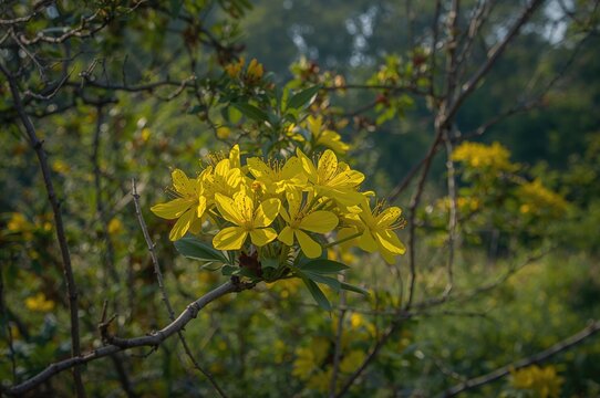 Bright yellow blossoms on Turnera plants
