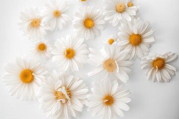 White chamomile flowers against a pale background. Seasonal summer petals.