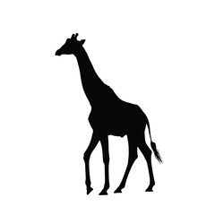 A striking black giraffe form against a white background silhouette