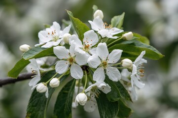 Beautiful white blossoms on a tree limb up close