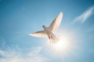 Obraz premium A white dove soars across the clear blue sky