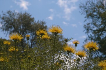 Obraz premium Bright yellow blossoms shine in daylight