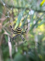 Close-up of wasp spider on web