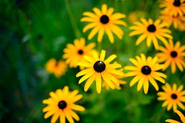 yellow flowers in the garden