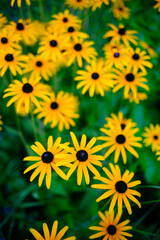 yellow flowers background