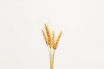 Fototapeta premium Grain seed heads against a plain white background
