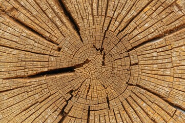 Fototapeta premium Close-up of Tree Cross Section Showing Natural Wood Grain Pattern