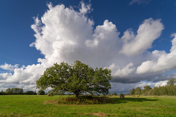 Obraz premium lonely tree on the field