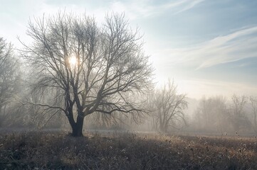 Fototapeta premium Morning Sunlight Filtering Through Foliage