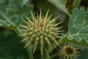 Spiny gourd, also called Momordica dioica, is a flowering plant species in the gourd family known by various names like teasle gourd and kantola.